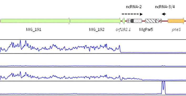 MG - RNASeq