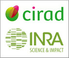 logo UMR CIRAD INRA