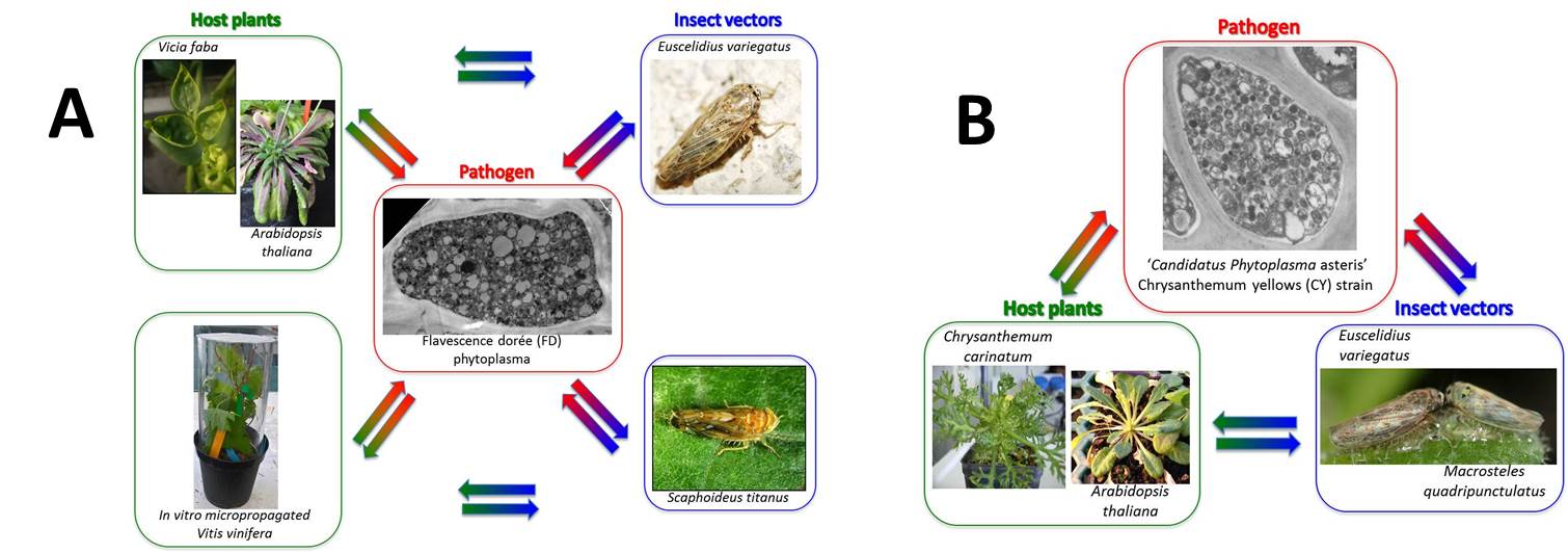 Patho-systems to study interactions of Flavescence dorée phytoplasma 