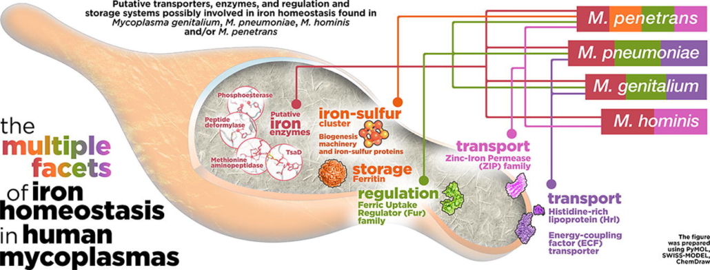 iron homeostasis